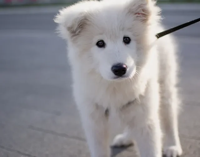 Samoieda é certamente uma raça de cachorros fofos Filhote de cachorro Samoieda