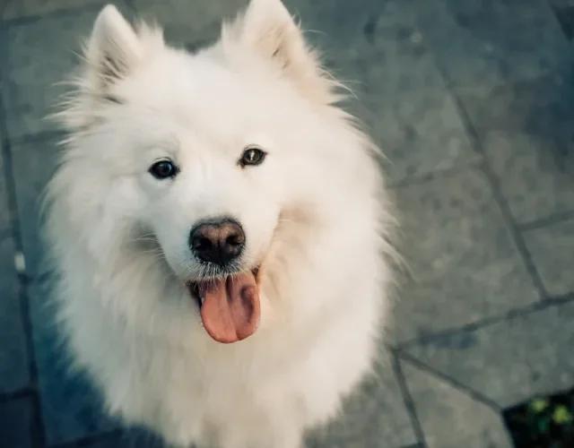 Cachorros fofos como o Samoieda não passam despercebidos Cachorro Samoieda em close up