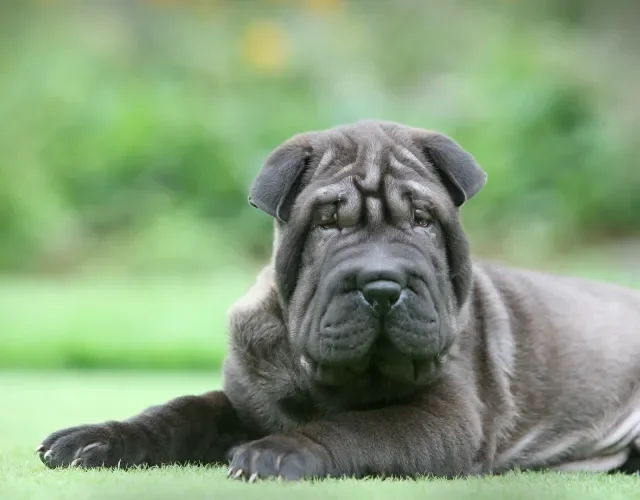 A carinha amassada é o grande charme do Shar Pei Cachorro Shar Pei preto deitado no chão