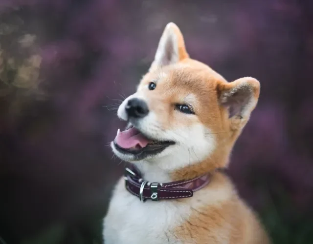 Cachorros fofos: raças como o Shiba e o Akita não poderiam faltar Cachorro Shiba Inu em close up