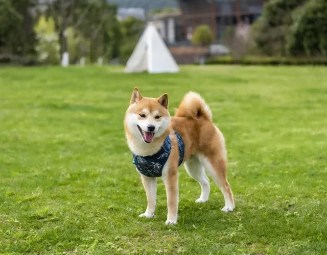 O Shiba Inu é um cachorro fofinho, leal e apegado Cachorro Shiba Inu em ambiente externo
