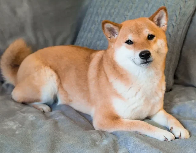 Shiba Inu tem aparência encantadora e bem parecida com a do Akita Cachorro Shiba Inu deitado em um sofá