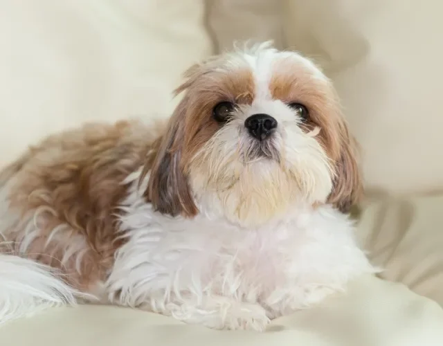 Shih Tzu é um cachorro ideal para apartamentos Shih Tzu branco e marrom deitado no sofá