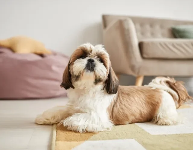 Shih Tzu é um cão dócil de pequeno porte e latido moderado Shih Tzu de pelagem clara deitado no chão da sala