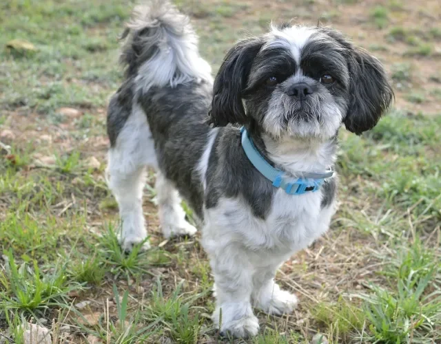 É recomendado tosar o pelo do Shih Tzu em épocas quentes Shih Tzu branco e preto com pelo tosado em ambiente externo