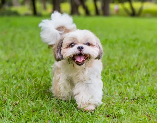 É importante dar banhos regulares e fazer a higiene dos olhos com frequência em Shih Tzu Shih Tzu branco andando na grama ao ar livre