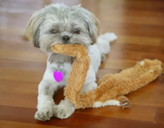 Cachorro Shih Tzu gosta de crianças e costuma se dar bem com outros animais Shih Tzy de pelagem clara tosada com brinquedo na boca