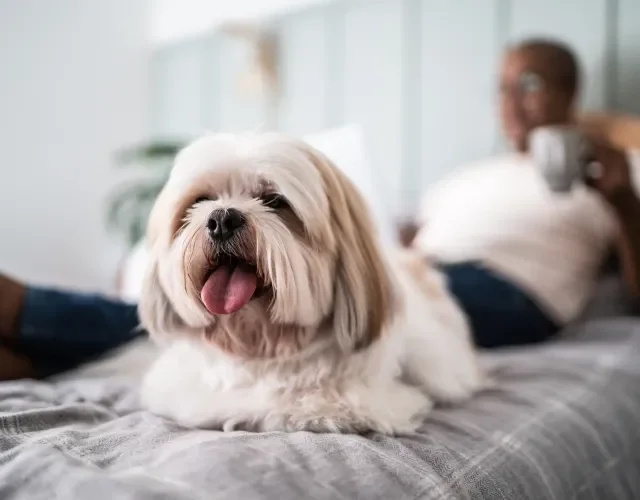 Shih Tzu é um cão muito companheiro, que adora estar junto de seu tutor Shih Tzu com pelagem clara deitado na cama com o dono