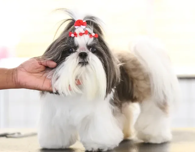 Shih Tzu é conhecido pela pelagem longa, que demanda cuidados especiais Shih Tzu fêmea de pelo branco e preto com presilhas no alto da cabeça