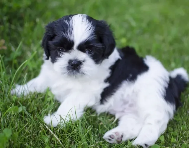 Filhote de Shih Tzu é cheio de energia e muito carinhoso Cachorro Shih Tzu filhote branco e preto deitado na grama