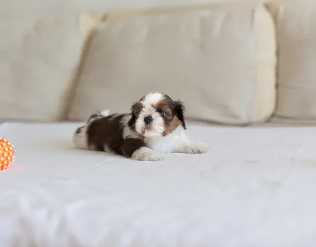 Um Shih Tzu filhote custa, em média, R$ 1.500 a R$ 4.000 no Brasil Filhote de Shih Tzu deitado em um sofá