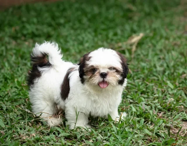 Filhote de Shih Tzu é bastante curioso e pode ser mais travesso Shih Tzu filhote na grama