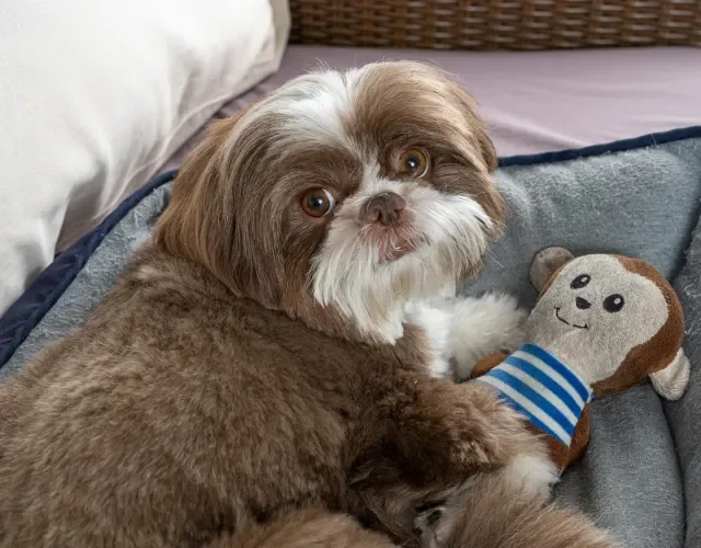 Cachorro Shih Tzu gosta de brincar sem ser muito agitado Shih Tzu branco e marrom deitado em caminha com brinquedo