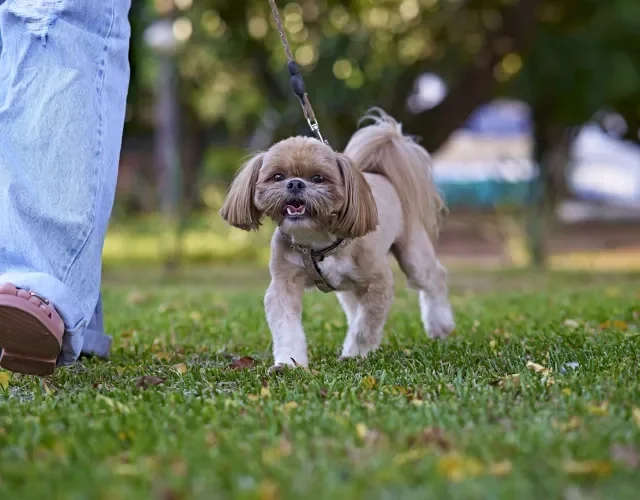 Cachorro Shih Tzu sente muito calor e precisa de atenção no verão Shih Tzu tosado passeando no gramado com tutora