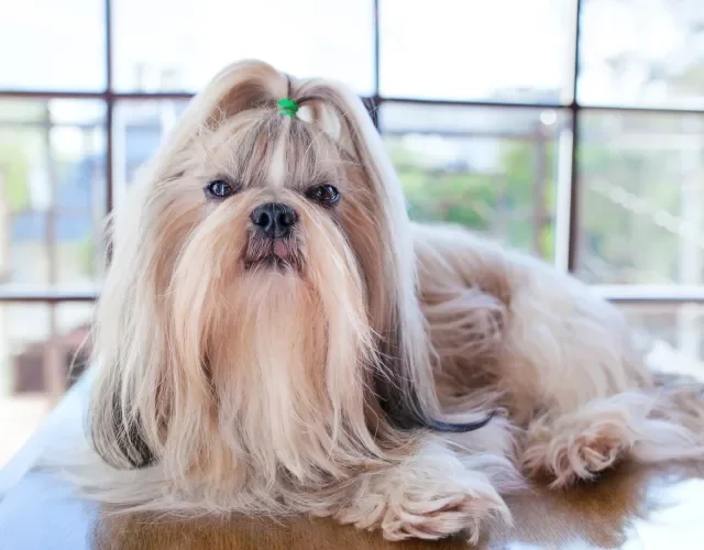 Apesar da pelagem longa, o Shih Tzu não solta muito pelo Shih Tzu fêmea com pelagem longa