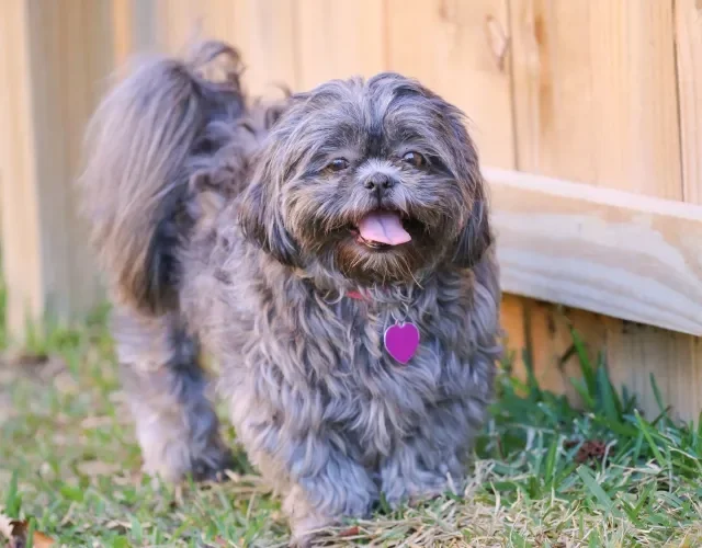 O cachorro Shih Tzu vive, em média, 12 anos Shih Tzu preto em ambiente externo com grama