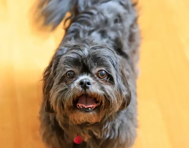 Preto é uma das cores mais comuns de cachorro Shih Tzu Shih tzu preto em ambiente interno