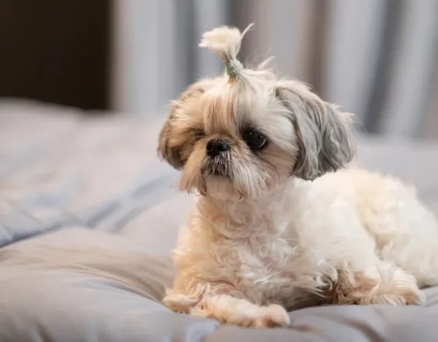 O Shih Tzu não deve passar muito tempo sozinho em casa Shih Tzu de pelagem clara tosado e deitado em sofá