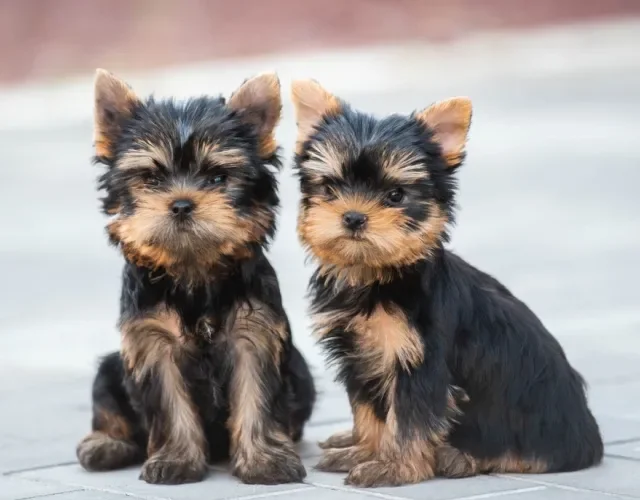 Filhotes fofinhos de cachorro Yorkshire vão te fazer morrer de amores! Dois filhotes de Yorshire sentados no chão