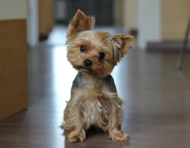 Yorkshire é um cachorro fofinho pequeno, perfeito para quem mora em apartamento Cachorro da raça Yorkshire sentado no chão em ambiente interno