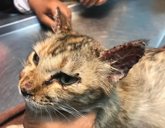 Esporotricose em gatos é considerada uma zoonose e pode ser transmitida para humanos Gato com feridas causadas por esporotricose