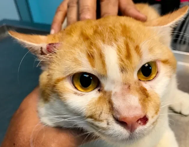 Manter o gato em ambiente fechado e seguro é a melhor forma de prevenir a esporotricose Gato com feridas causadas por esporotricose