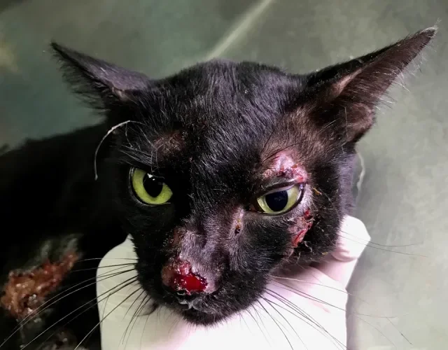 Se não tratada, a esporotricose em gatos pode se agravar e afetar todo o corpo do animal Gato preto com feridas no focinho causadas por esporotricose