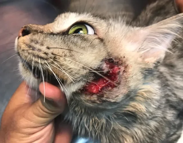 Apesar de grave, a esporotricose em gatos é tratável e tem cura Gato com ferida profunda na face causada por esporotricose