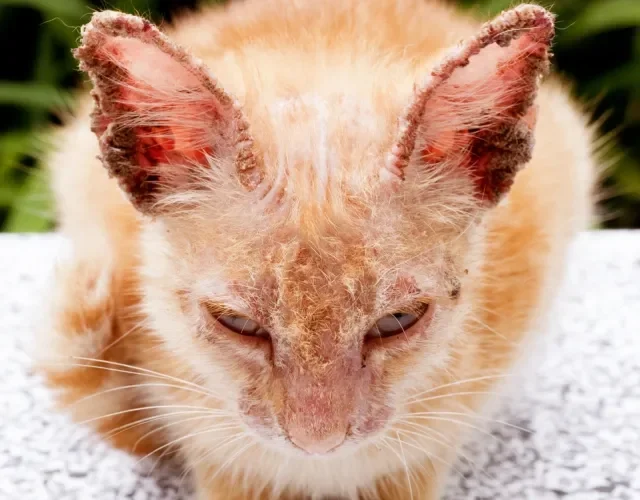 Causada por fungos, a esporotricose em gatos é mais comum entre animais que têm acesso à rua Gato laranja com feridas nas orelhas causadas por esporotricose