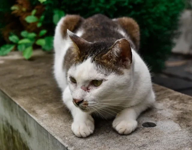 Esporotricose inicial em gatos pode ser confundida com feridas comuns ou alergia Gato em ambiente externo com pequena ferida no focinho
