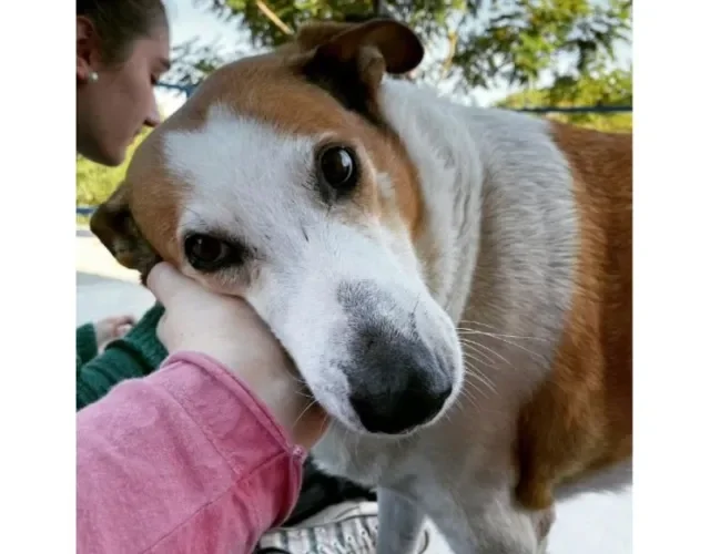 Cachorro Silveira Podrão