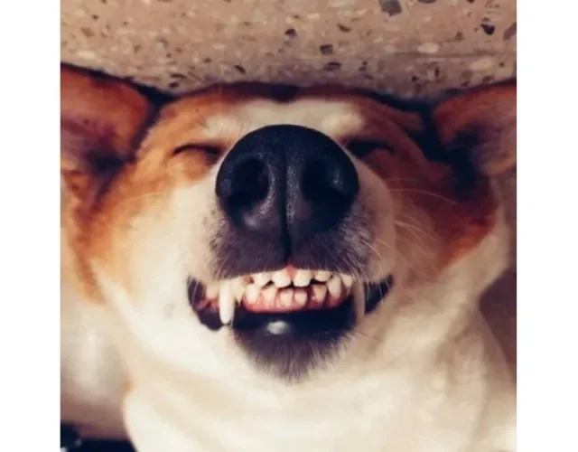 Silveira Podrão viralizou nas redes sociais e virou símbolo da luta contra o abandono animal - Créditos: Divulgação/Instagram Cachorro Silveira Podrão