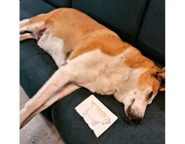 Cachorro Silveira Podrão