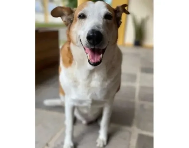 Silveira Podrão virou sensação nacional após ser chamado de "feio" em uma rede social - Créditos: Divulgação/Instagram Cachorro Silveira Podrão