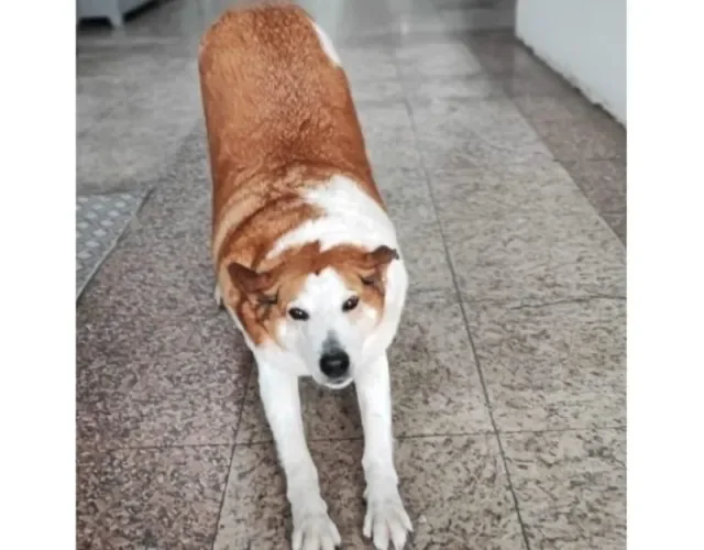 A história de Silveira Podrão vem dando mais visibilidade para a causa dos pets comunitários - Créditos: Divulgação/Instagram Cachorro Silveira Podrão