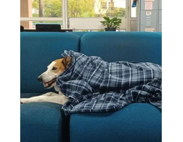 Cachorro Silveira Podrão