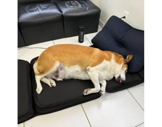 Cachorro Silveira Podrão