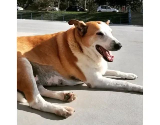 Cachorro Silveira Podrão