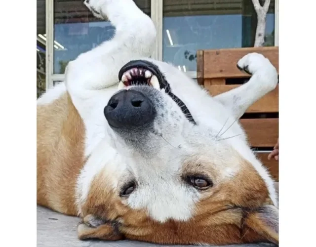 Cachorro Silveira Podrão
