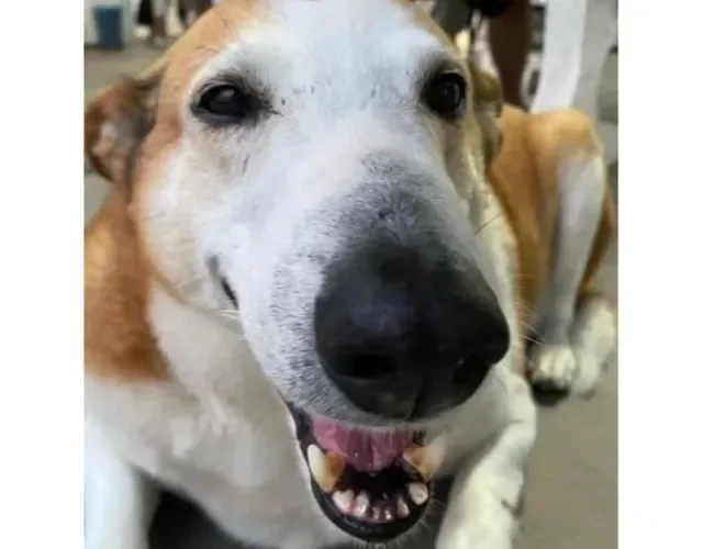 Como é possível resistir a essa fofura de doguinho? - Créditos: Divulgação/Instagram Cachorro Silveira Podrão