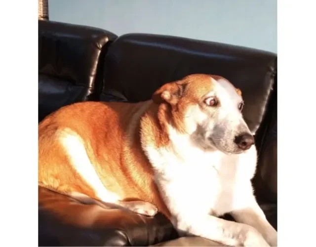 Cachorro Silveira Podrão