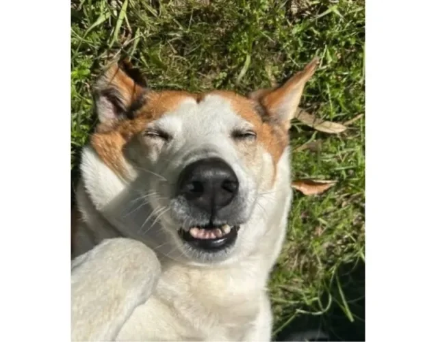 Cachorro Silveira Podrão