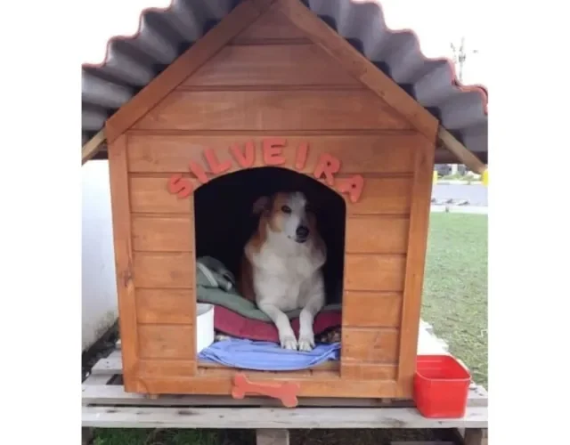 Silveira virou o mascote informal da UFSM e habita o campus há cerca de 10 anos - Créditos: Divulgação/Instagram Cachorro Silveira Podrão