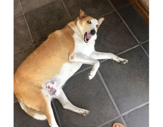 Silveira é um vira-lata dócil e tem cerca de 10 anos - Créditos: Divulgação/Instagram Cachorro Silveira Podrão