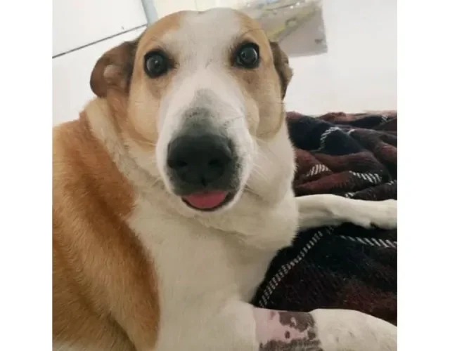 Cachorro Silveira Podrão