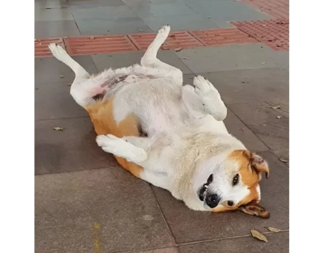 Cachorro Silveira Podrão