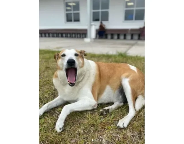 Cachorro Silveira Podrão