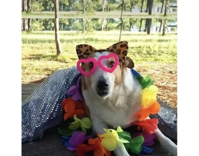Silveira Podrão recebe o carinho e atenção de todas as pessoas que frequentam o campus da UFSM - Créditos: Divulgação/Instagram Cachorro Silveira Podrão