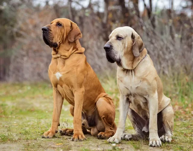 O cachorro Fila é um dos cães mais imponentes e fortes que existem Dois cachorros da raça Fila Brasileiro em ambiente externo