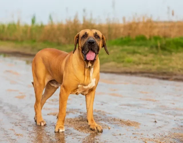 O Fila Brasileiro precisa de socialização e adestramento desde cedo Cachorro Fila Brasileiro em ambiente externo